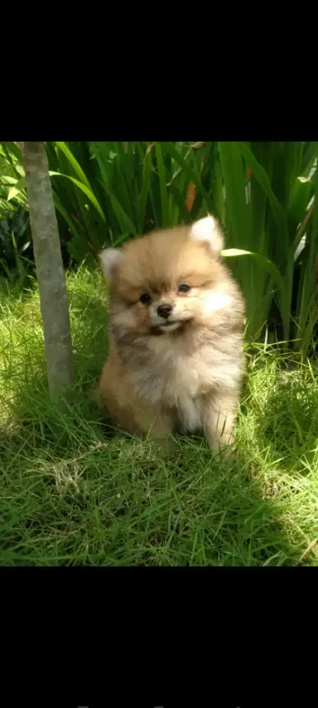 Anjing mini pom