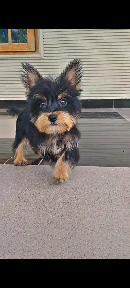 Anjing yorkshire terrier