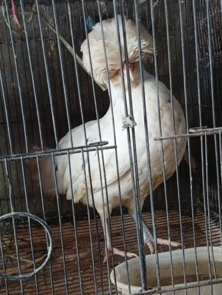 Indukan Ayam polan siap produksi