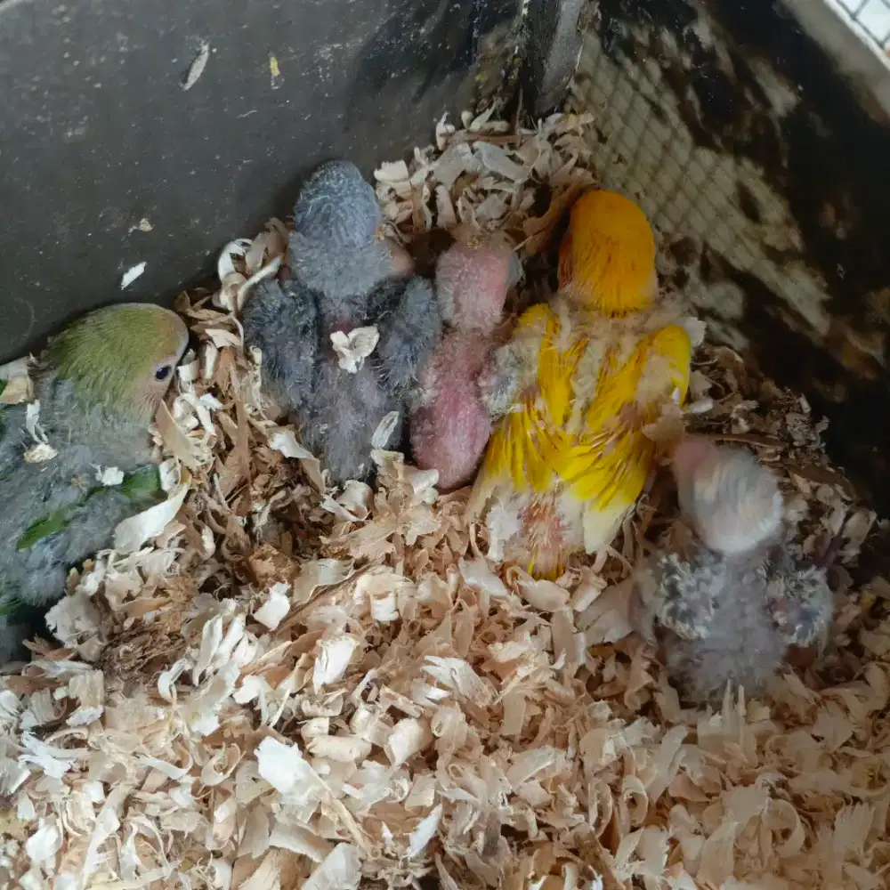 Jual Burung Lovebird Lololan NK/Non Klep