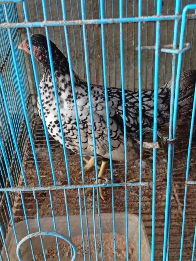 Indukan dara ayam mutiara