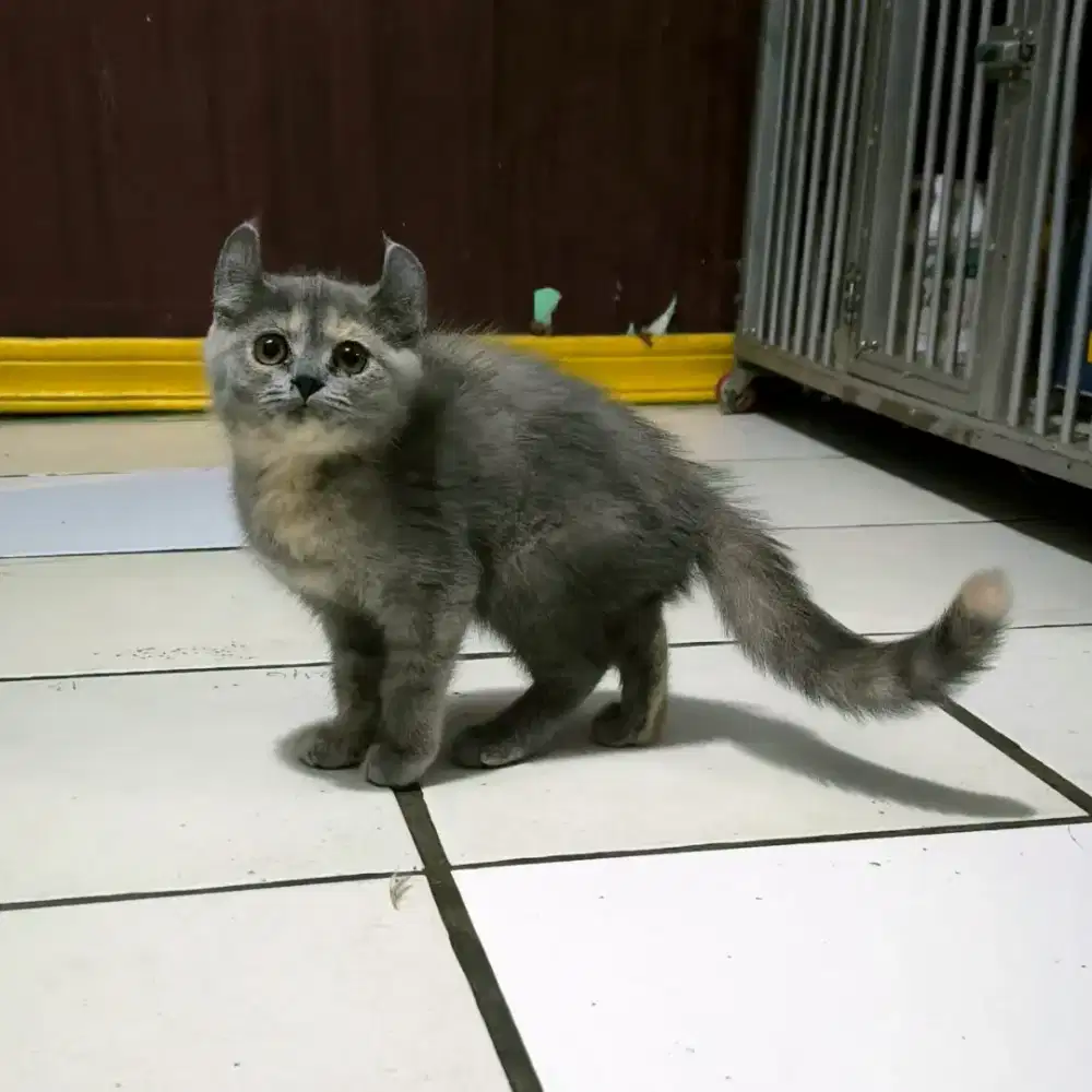 Kucing Curly Persia kitten