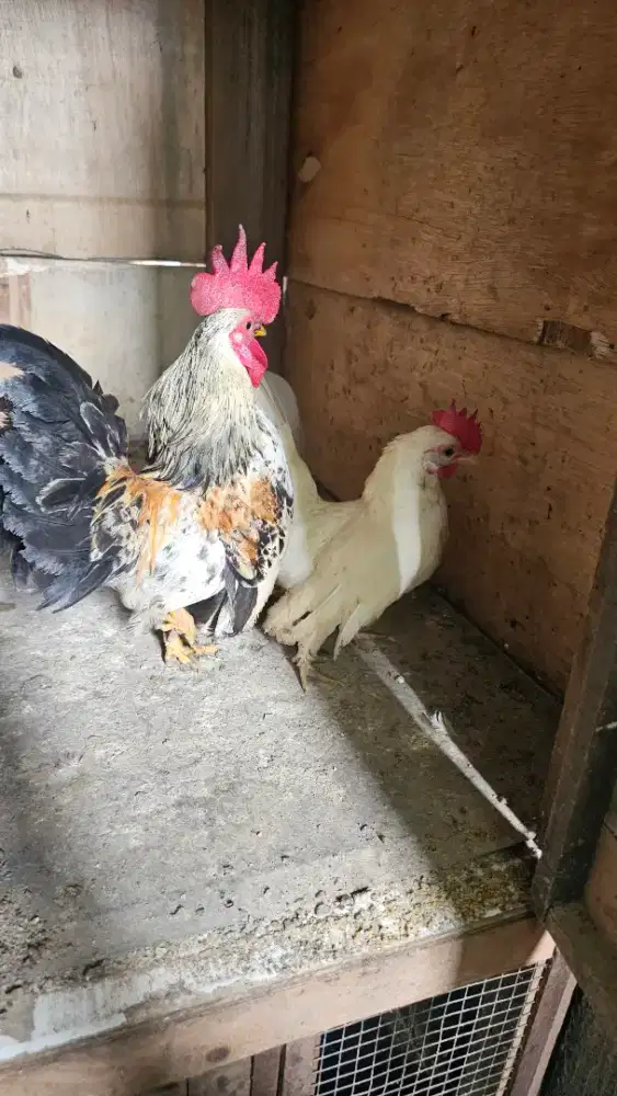 Dijual sepasang ayam kate cantik