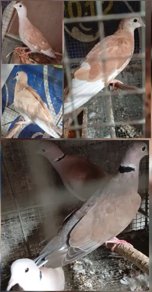 Burung puter borongan 6 ekor 240 ribu (Baca Deskripsi Iklan)