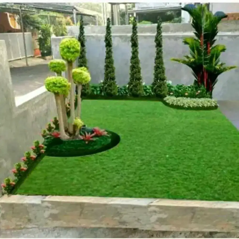 Jual rumput hias varigata