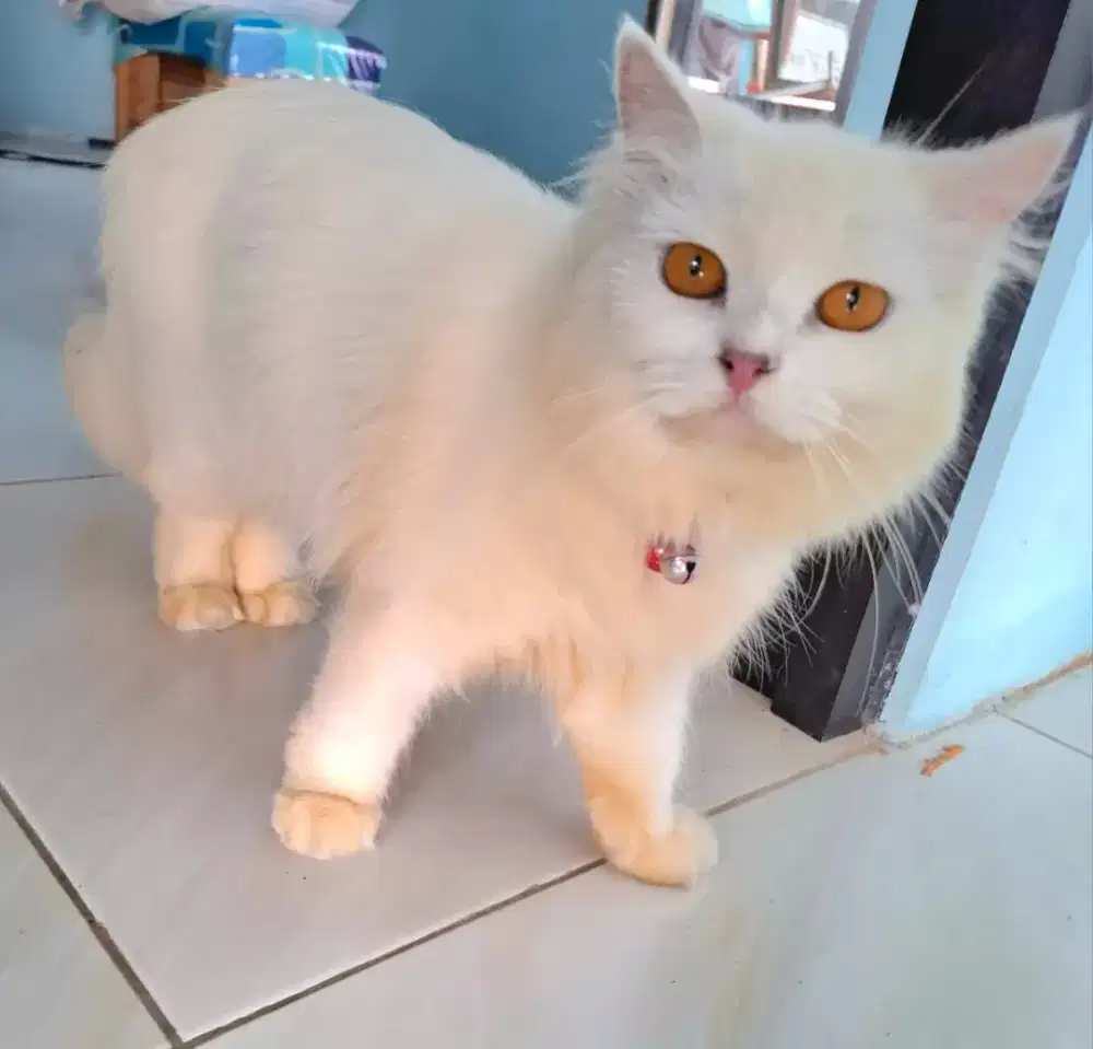 Dijual Kucing Betina Cantik-Bulu Putih Lebat