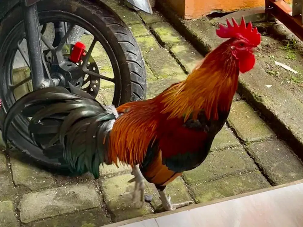 Ayam jantan kampung cianjur