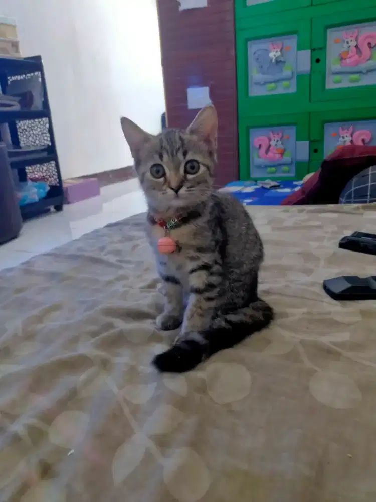 Open adopsi kucing kitten mixdom