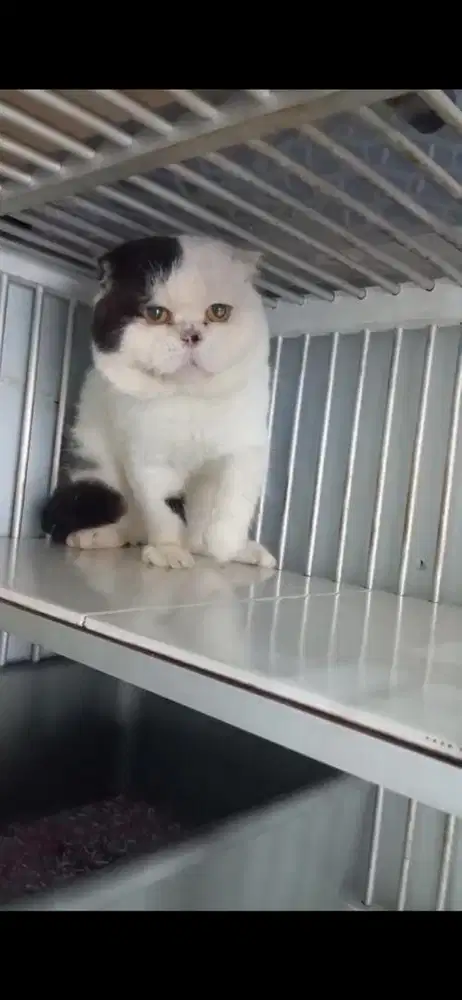 Scotish fold jantan british short hair