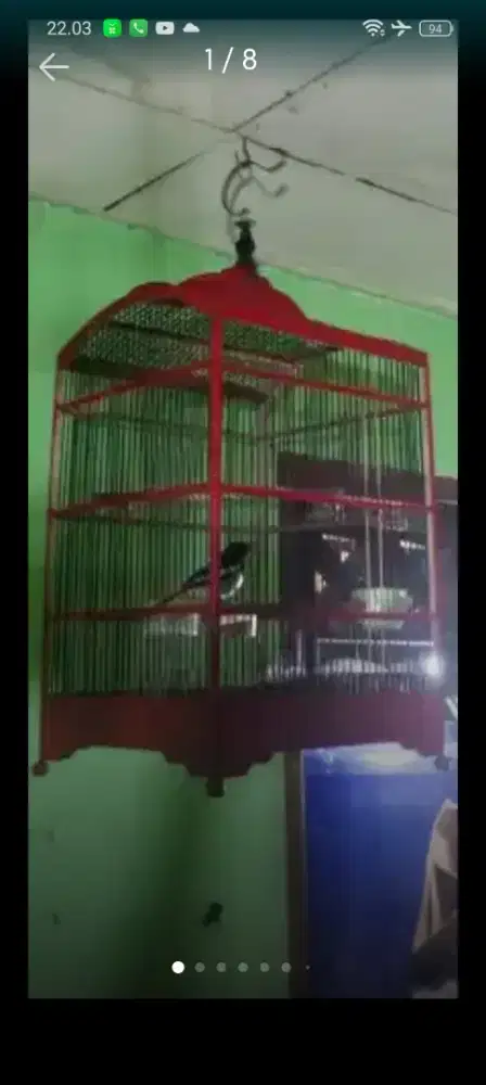 Burung Kacer Jantan