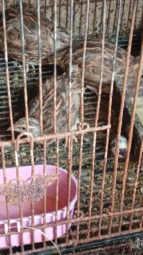 Burung puyuh siap bertelur