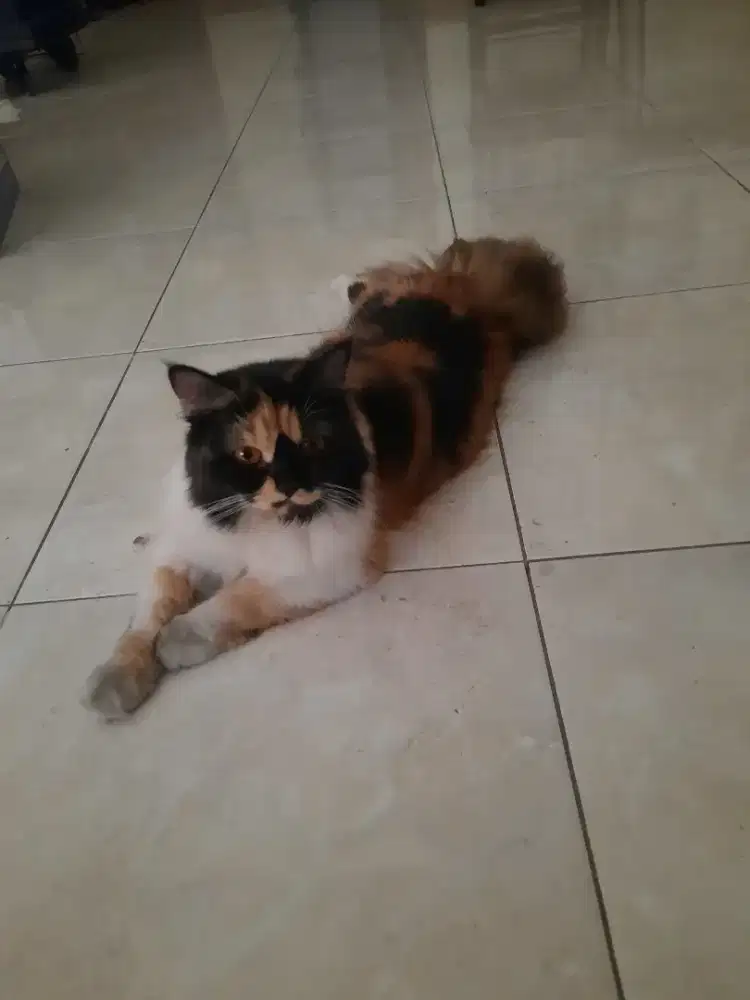 Kucing bulu panjang