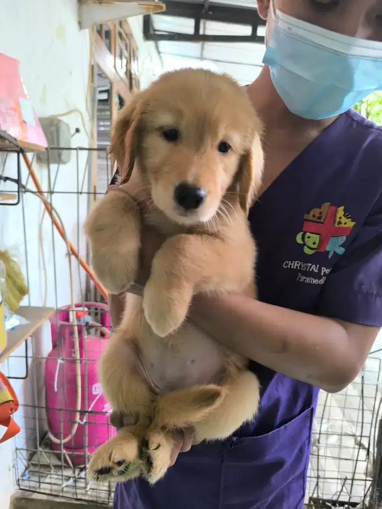 PUPPY GOLDEN RETRIEVER STAMBUM VAKSIN