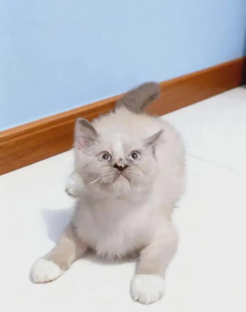 Ragdoll betina  ns( tidak cebol)