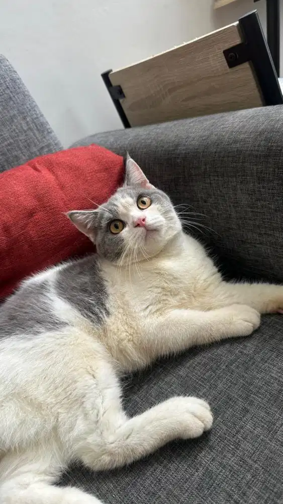 kucing british shorthair be colour