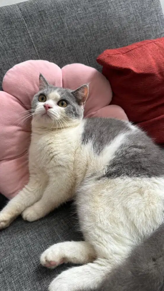 kucing bsh bico jantan