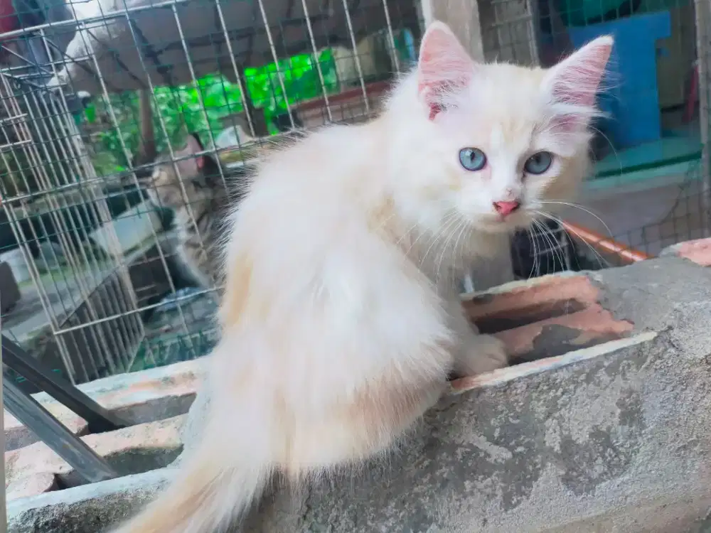 Kucing Persia Betina