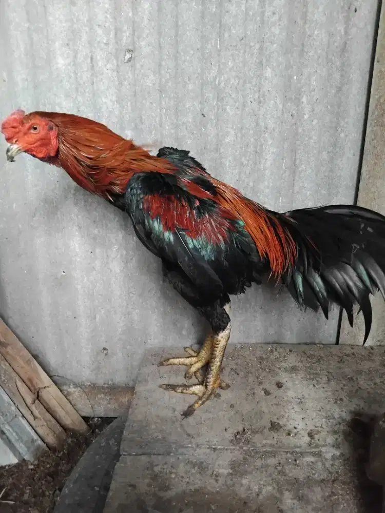 Ayam bangkok pelihara sendiri dari kecil indukan bagus