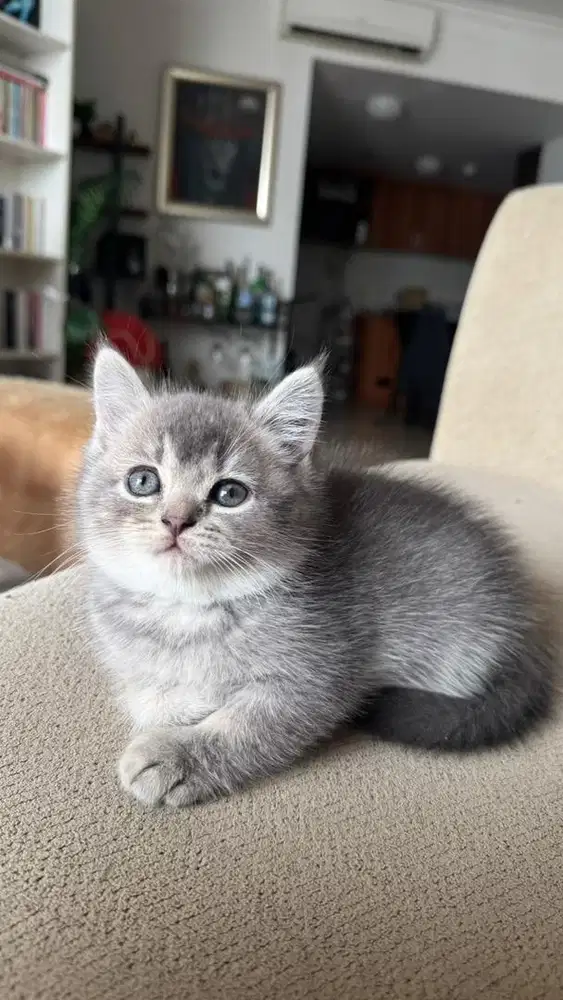 Kucing Kitten Jantan British Shorthair (BSH) x Scottish Fold import