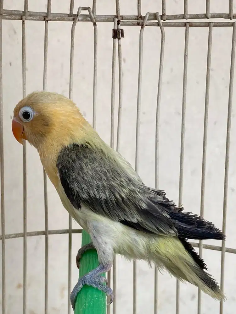 Lovebird Biola BPE Paud