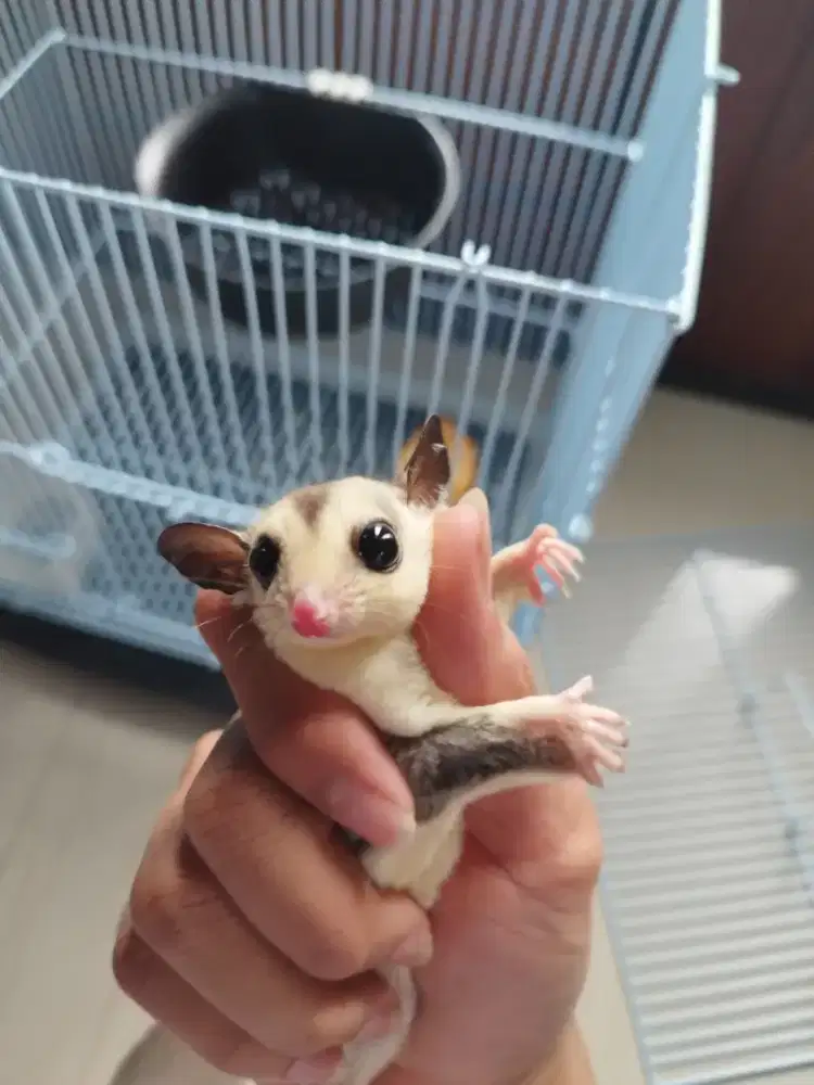 Sugar Glider betina fullset