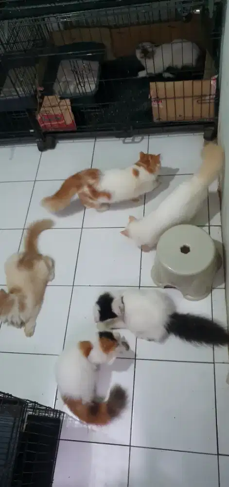 Ready Kucing Persia Munchkin NS Peaknose usia remaja 6-7 bulan