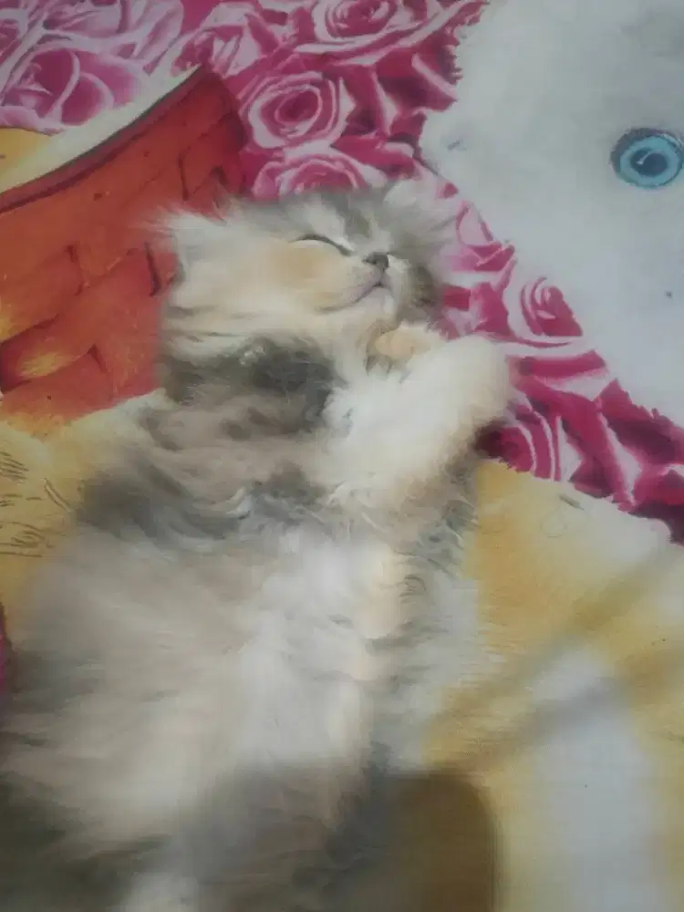 Kitten Persia 3 bulan