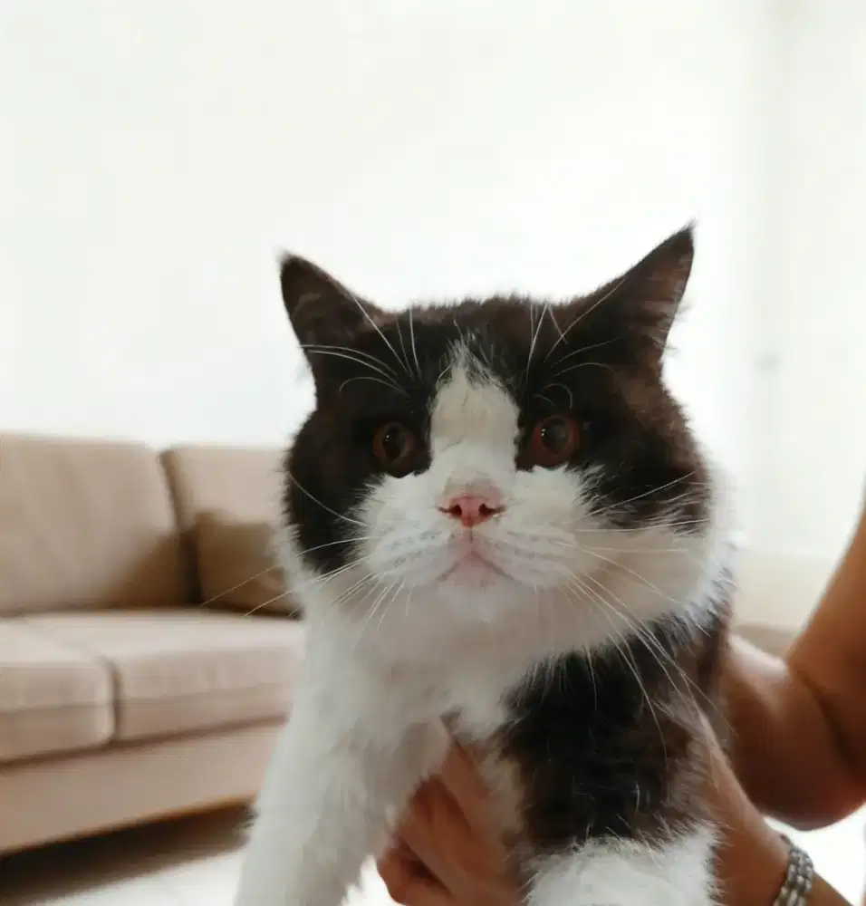 Kucing bsh big jantan 1th