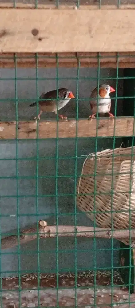 Zebra Finch pied grey perpasang