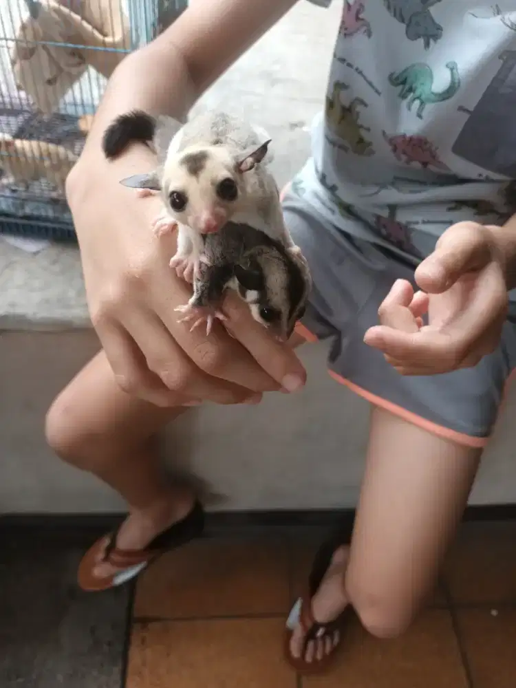 Sugar glider kembar lahir 1 feb