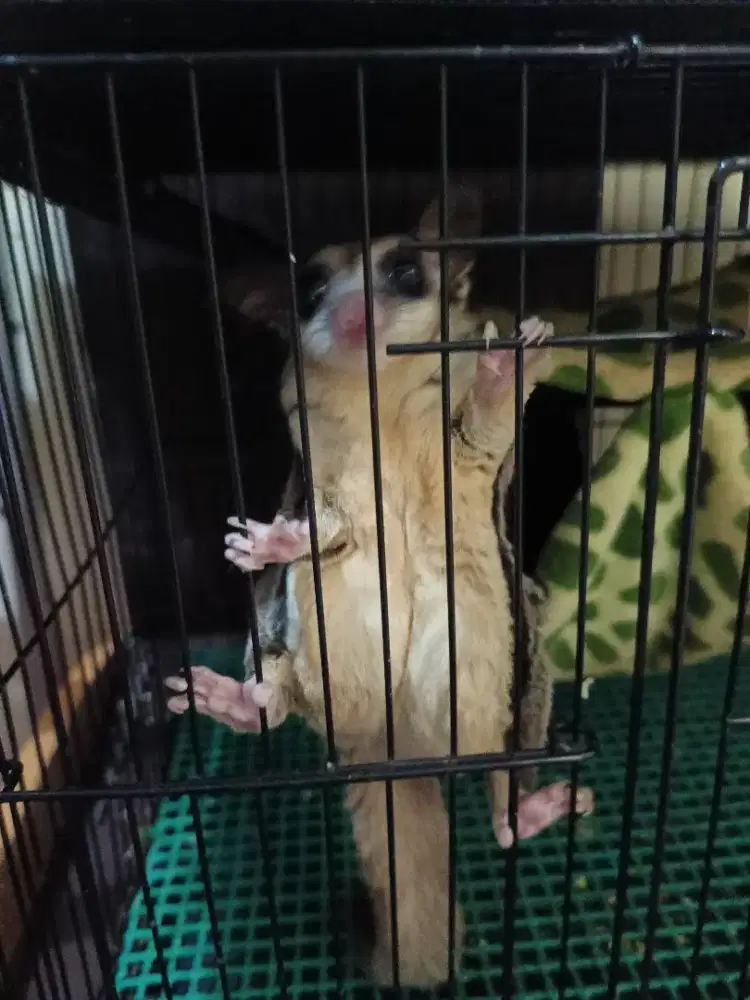 Sugar glider hamil 2 ekor