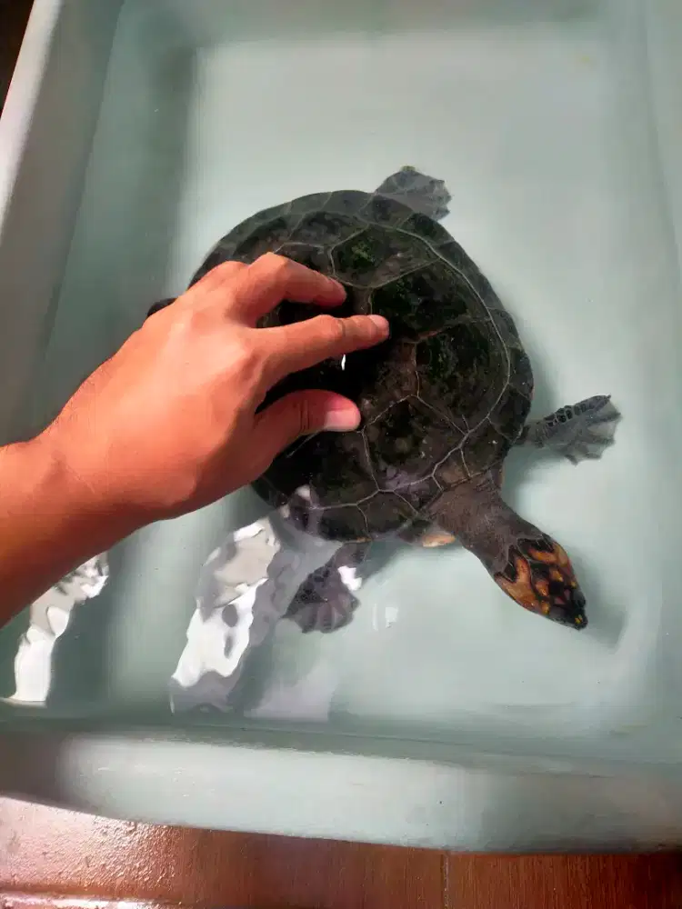 Kura Badut Unifilis Dewasa