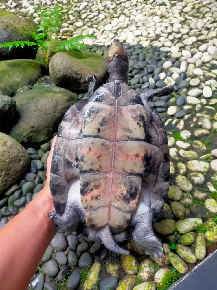 Kura Badut Unifilis Dewasa