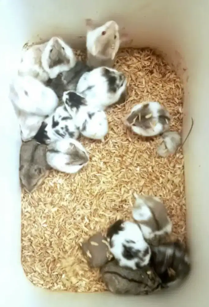 Hamster cambel Campbell remaja