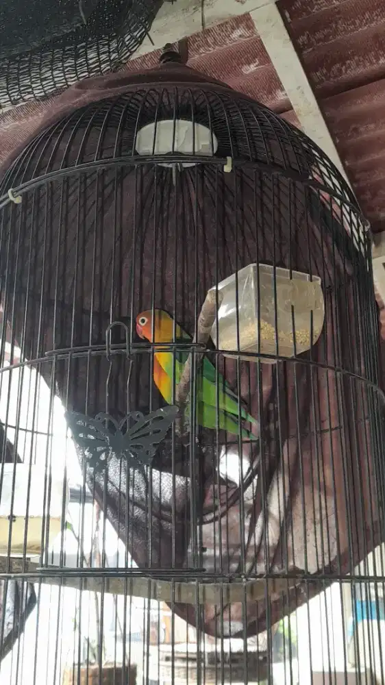 Lovebird sepasang