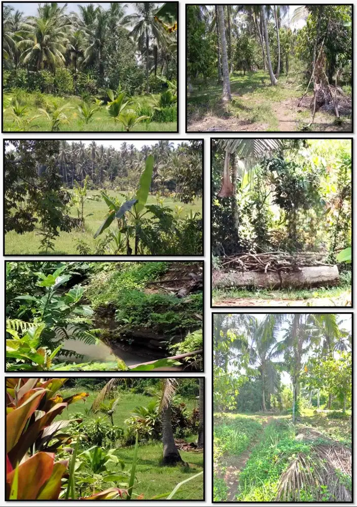 DIJUAL TANAH 2 HEKTAR DEKAT SUNGAI, DESA GADUNGAN, SLEMADEG TIMUR.