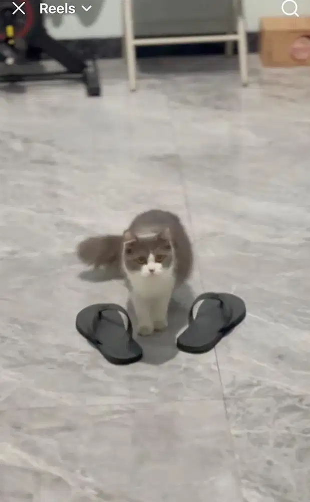 KUCING PERSIA BETINA