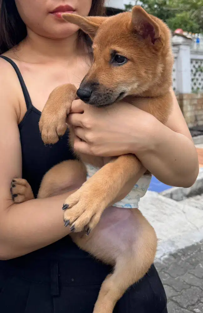 Dijual Half Breed Shiba Inu