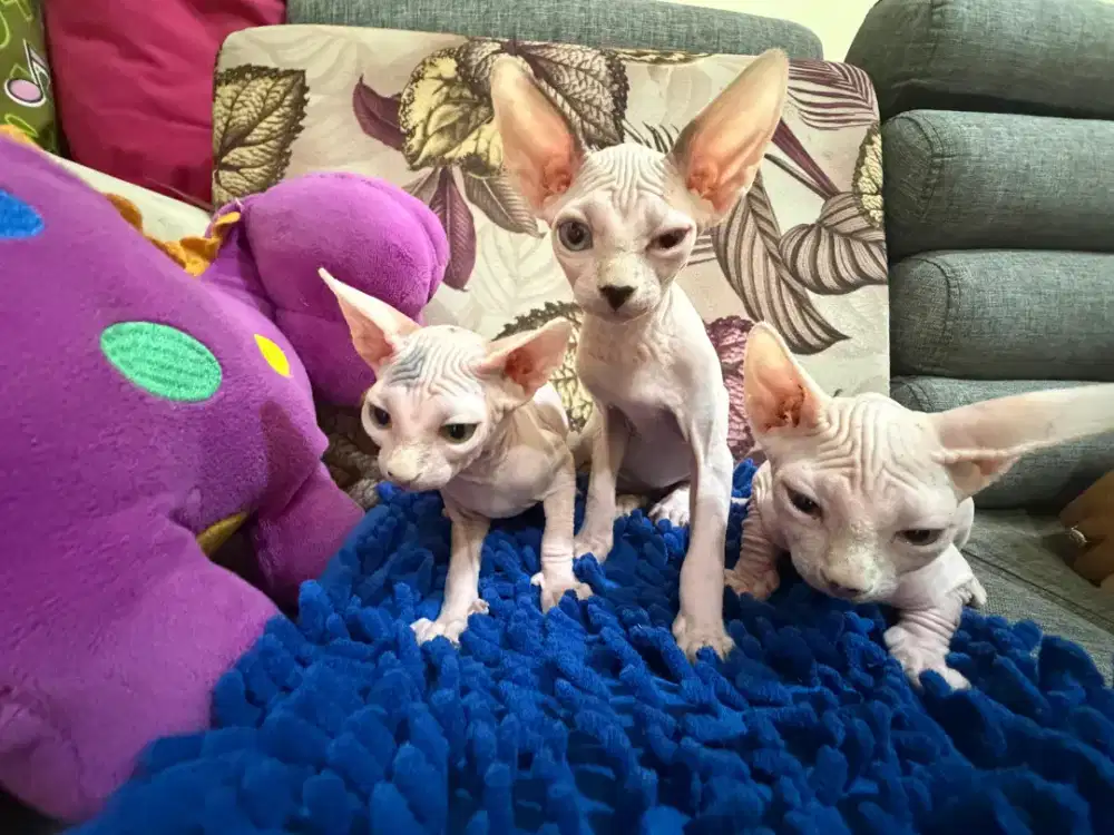 Ready to AdoptioThree Kittens Sphynxs (1 male, 2female)