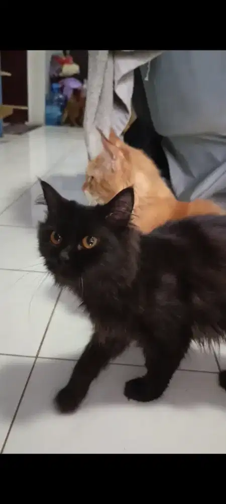 Kucing mainecoon jantan 5bulan