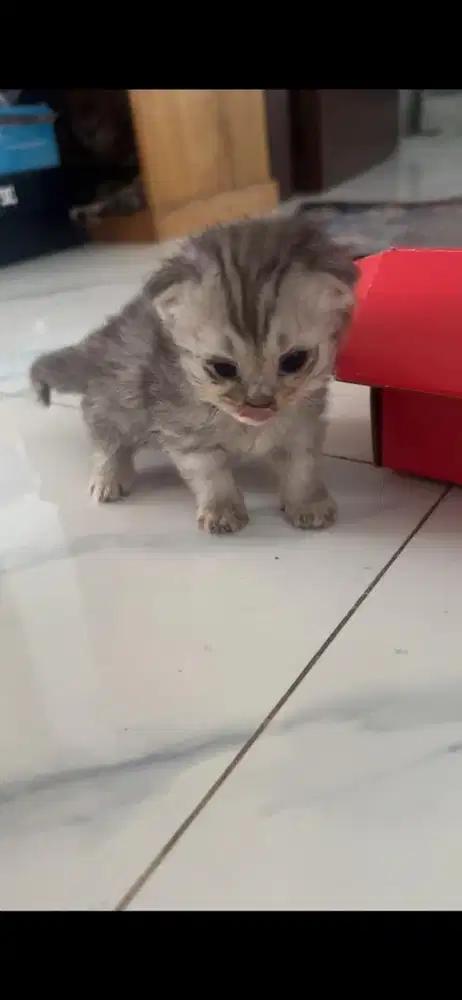 Cari kucing kitten kesayangan anak