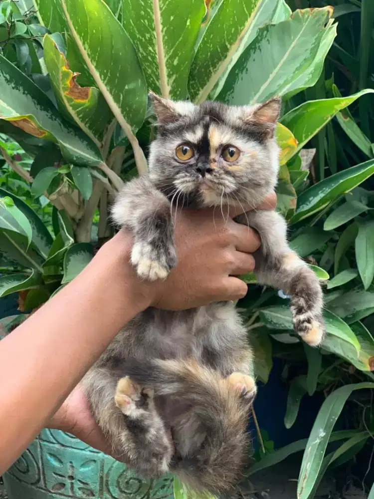Kitten BSH Torti female gembul