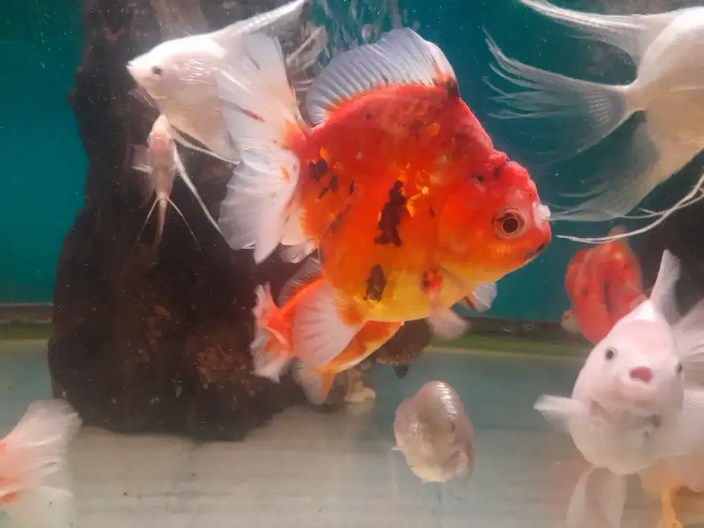 Ikan koki oranda
