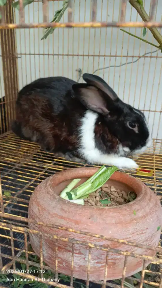 Kelinci hycol dan lokal
