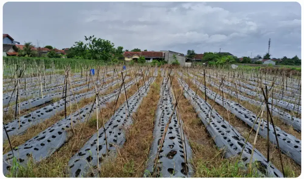 Tanah milik pribadi, Laladon baru