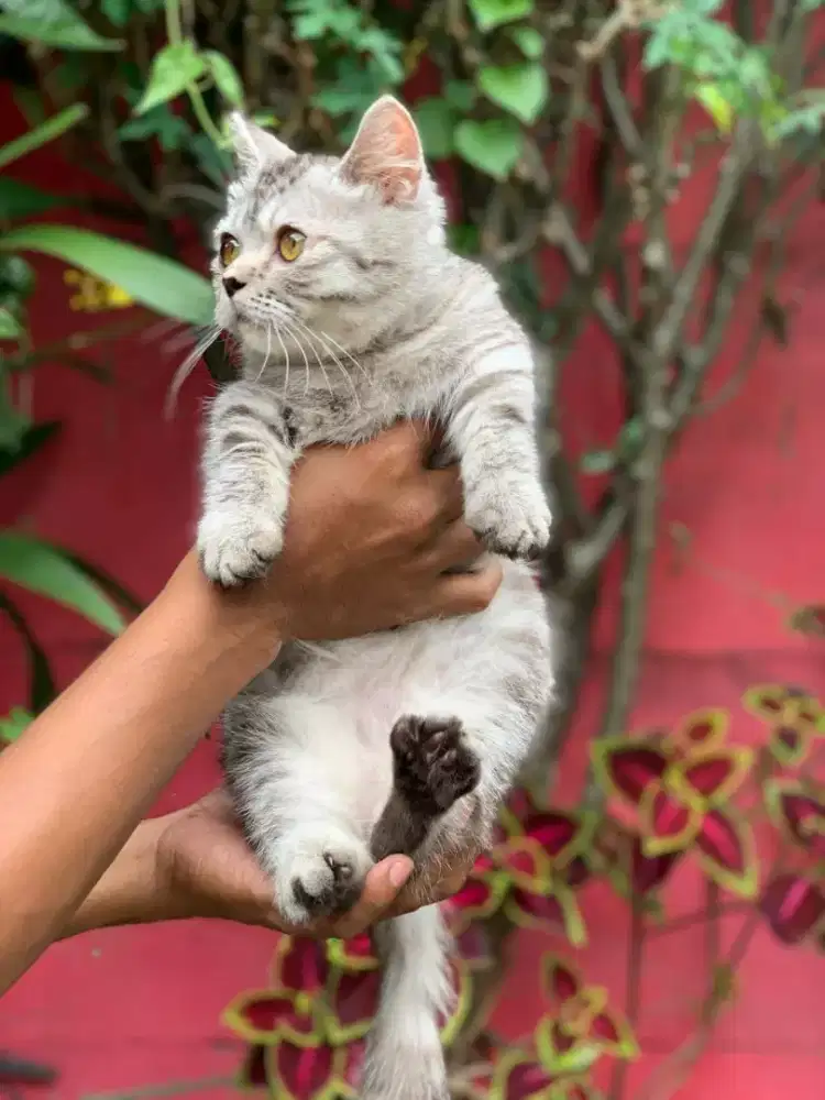 Kiten BSH SILVER Munchkin male gembul