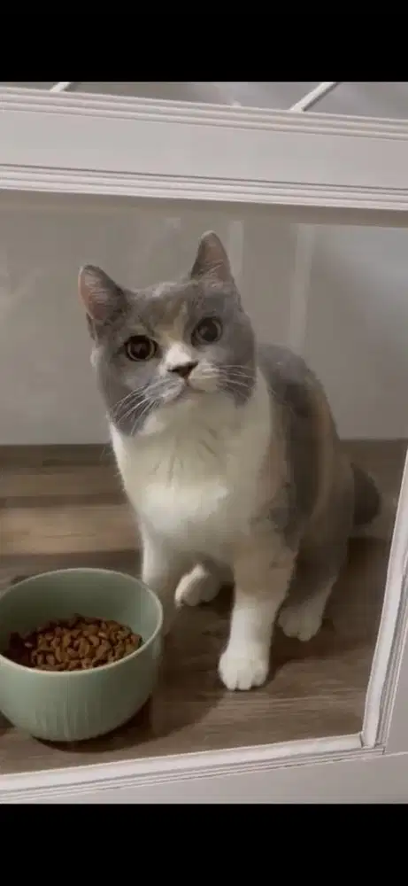 Kucing Indukan British Shorthair / BSH Calico Proven