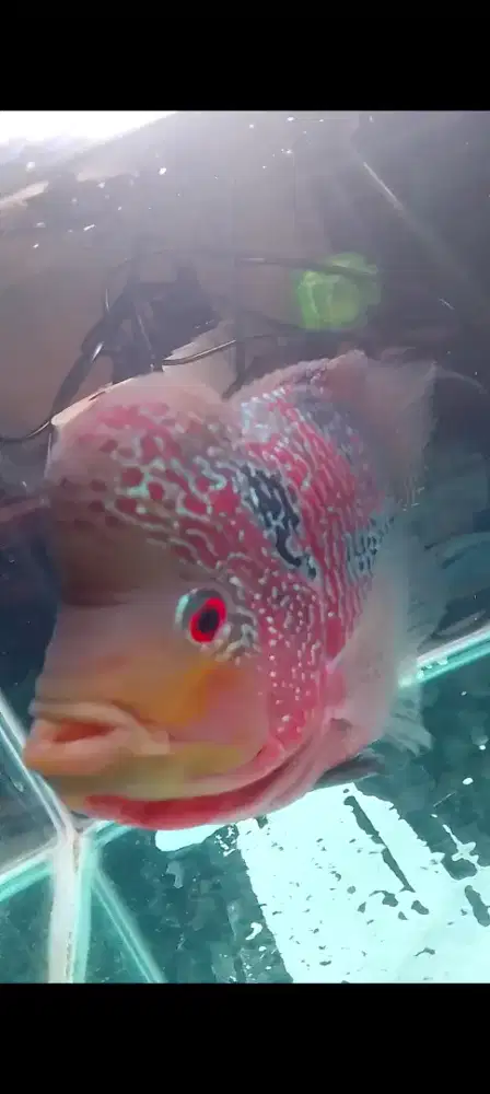 Ikan louhan jumbo 5 jarian