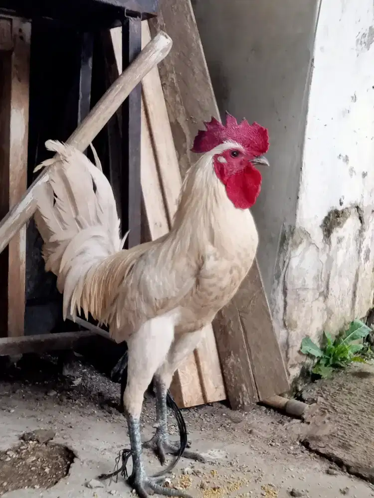 Ayam jago kampung