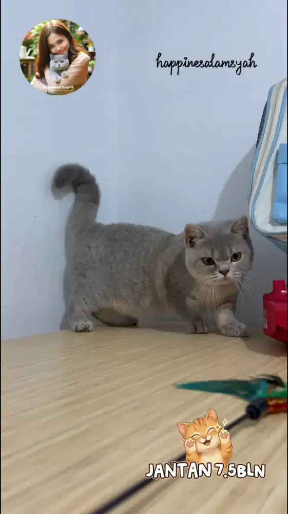 BSH Bluegolden Tabby LA CEPAT